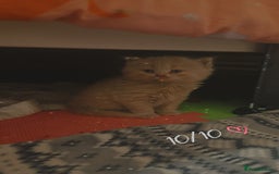 British Shorthair cats for sale: British short-haired kittens GCCF Registered  - Image 7