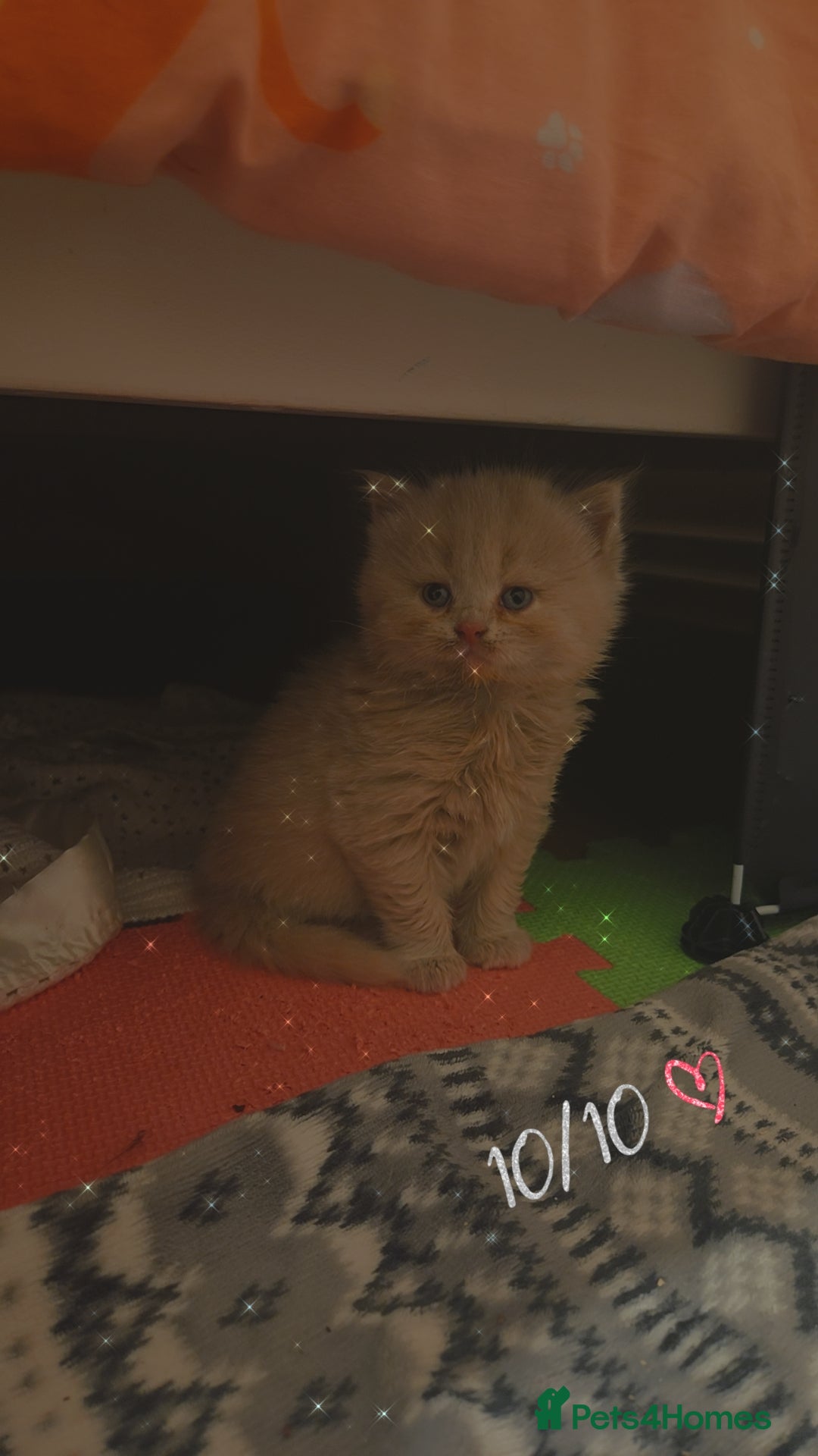 British Shorthair cats for sale: British short-haired kittens GCCF Registered  - Image 7