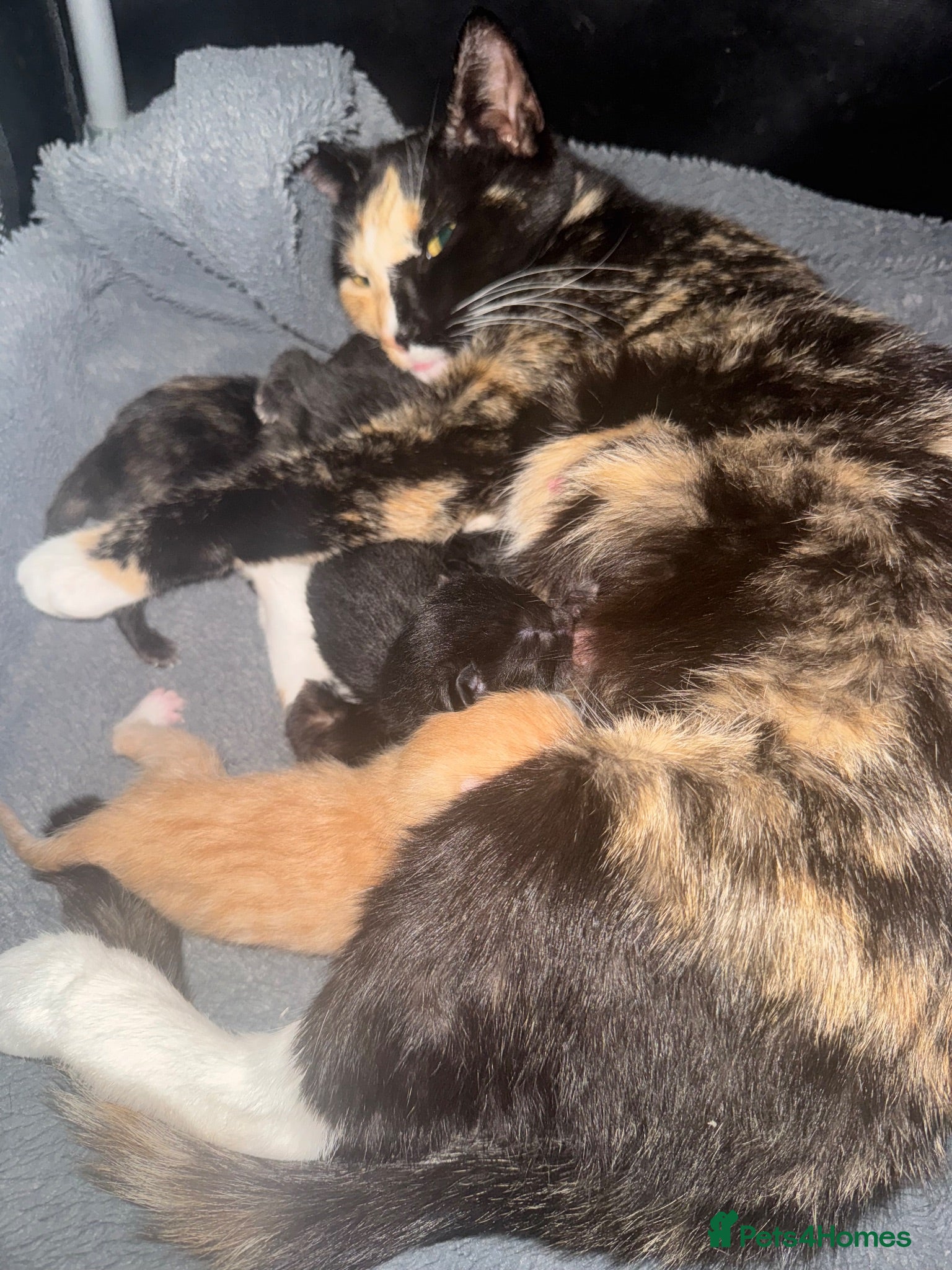 Mixed Breed cats 4 beautiful kittens for sale - Advert 1