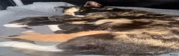Mixed Breed cats for sale: 4 beautiful kittens for sale - Advert 1