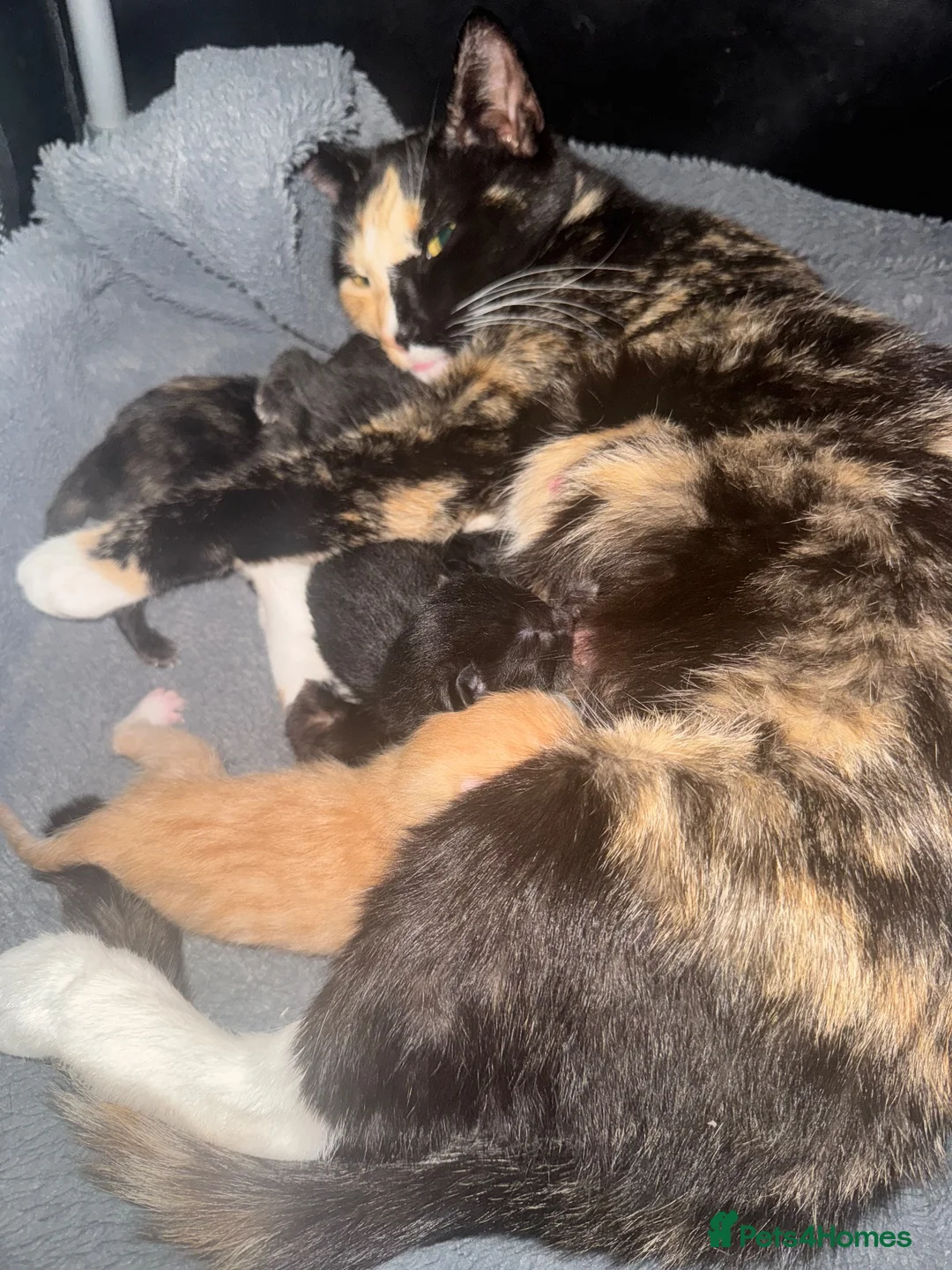 Mixed Breed cats for sale: 4 beautiful kittens for sale - Advert 1
