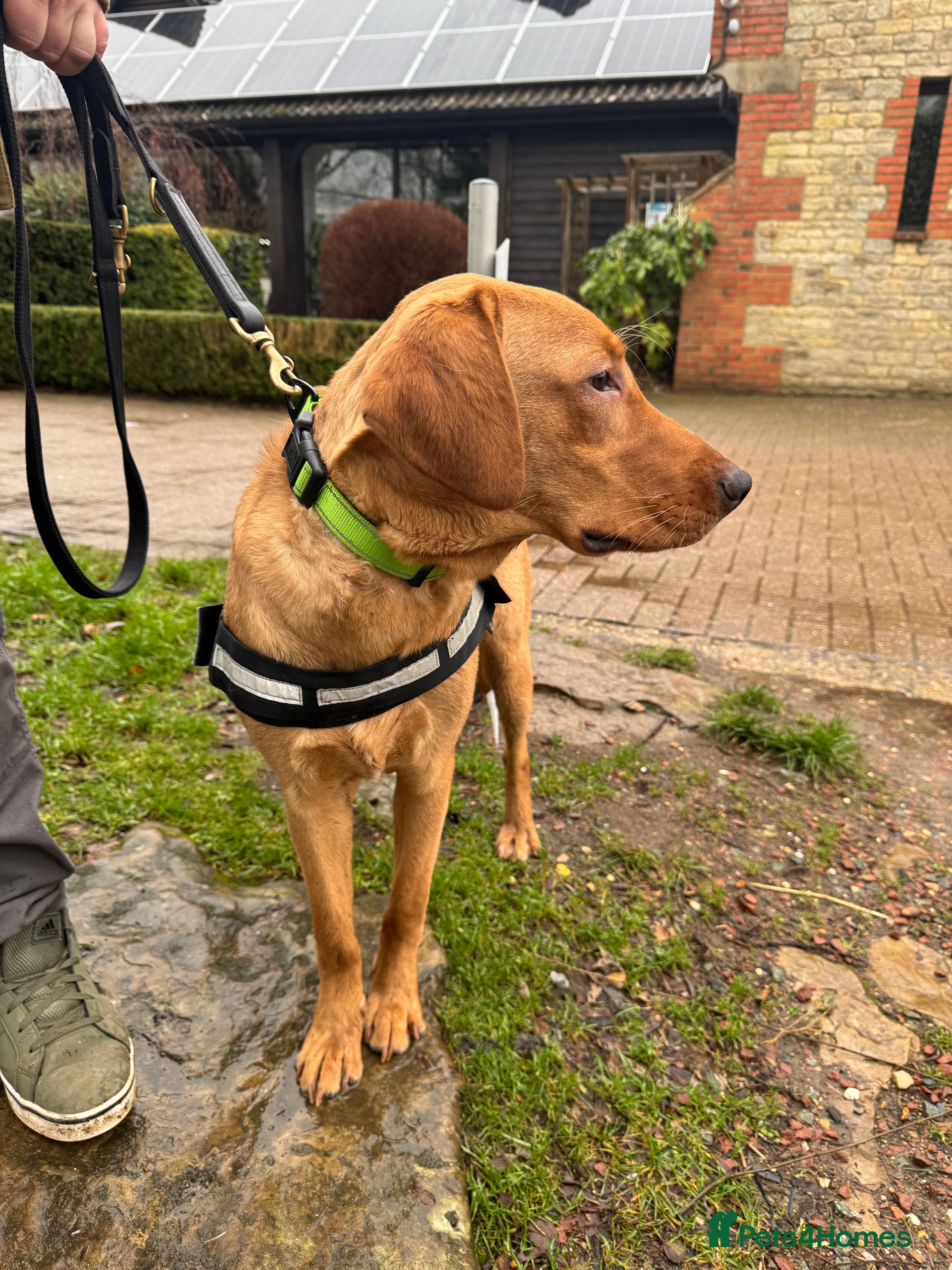 Labrador Retriever dogs Stunning Labrador for sale  - Advert 1