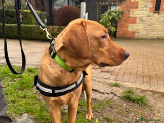 Labrador Retriever dogs Stunning Labrador for sale - Advert 1