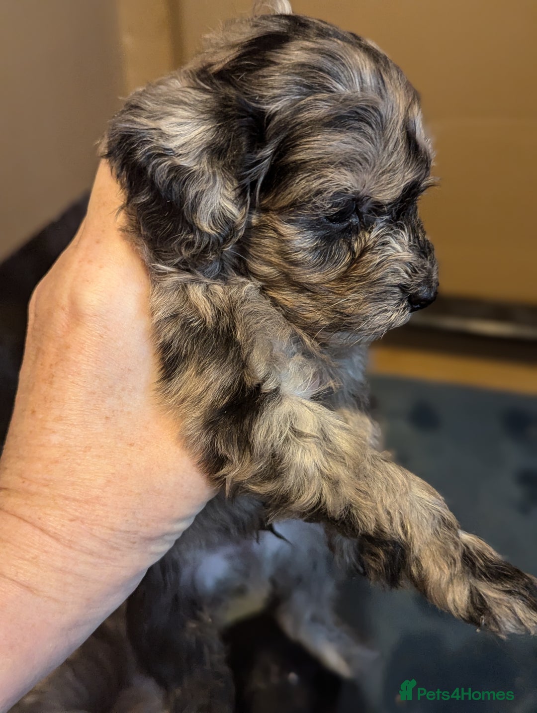 Cavapoo dogs for sale: Fabulous chocolate Cavapoos - Advert 3