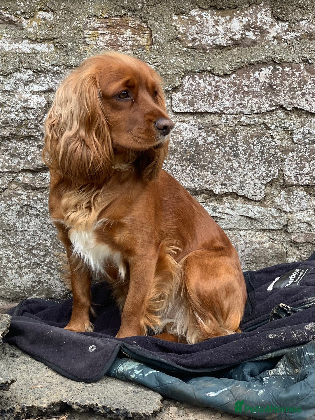 Mixed Breed dogs for sale: Golden Red Cockalier Puppies 1x boy 1x girl  - Advert 2