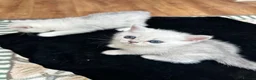 British Shorthair cats for sale: Beautiful British Shorthair Silver Shaded Kittens in Leicester - Advert 15
