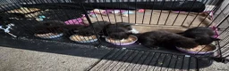 Mixed Breed cats for sale: Kittens for Sale in Bridlington - Advert 21