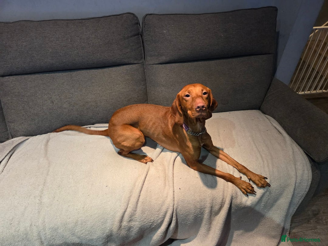 Hungarian Vizsla dogs for sale: 2 year old Hungarian vizla  - Advert 2