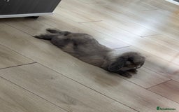 Mini Lop rabbits for sale: Male purebred mini lop - Image 2
