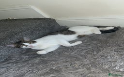 British Shorthair cats for sale: Billy D.O.B-30/03/2025 - Image 1