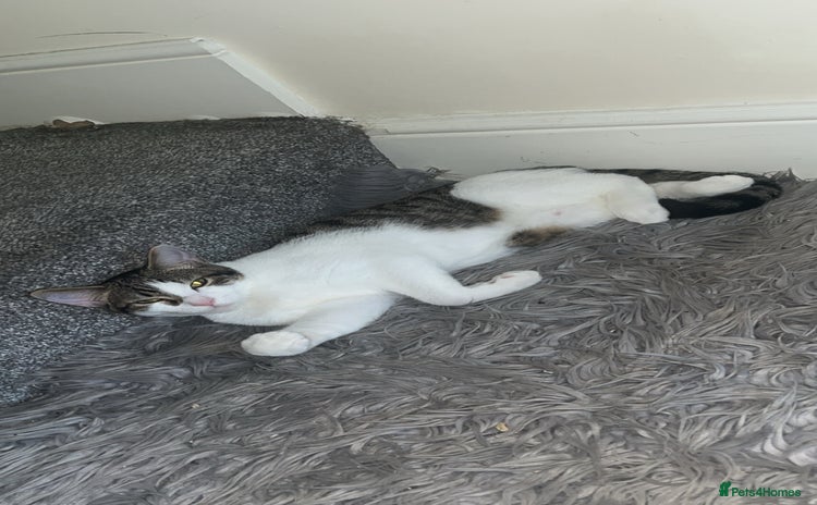 British Shorthair cats - Advert 12