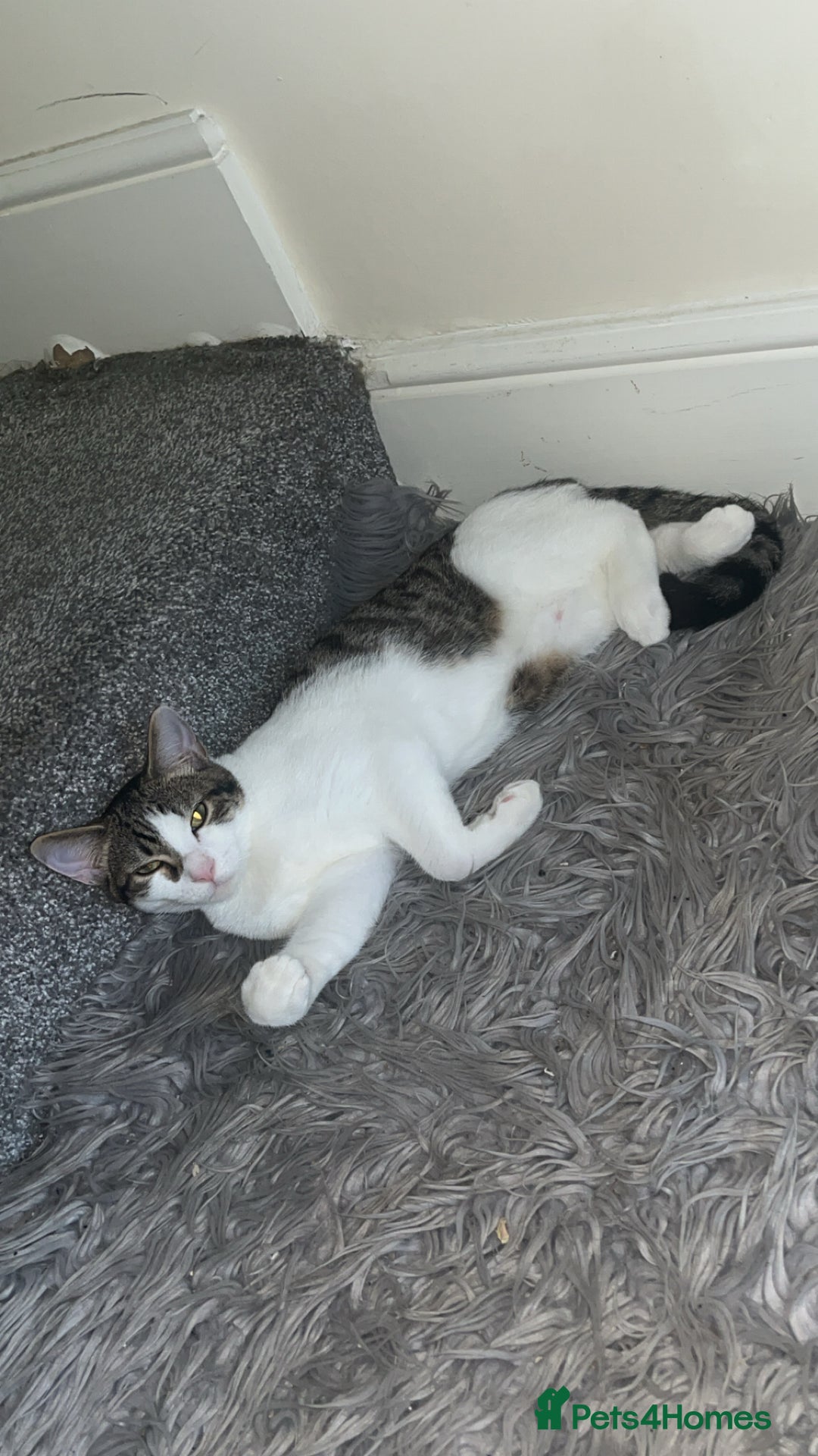 British Shorthair cats for sale: Billy D.O.B-30/03/2025 - Image 1