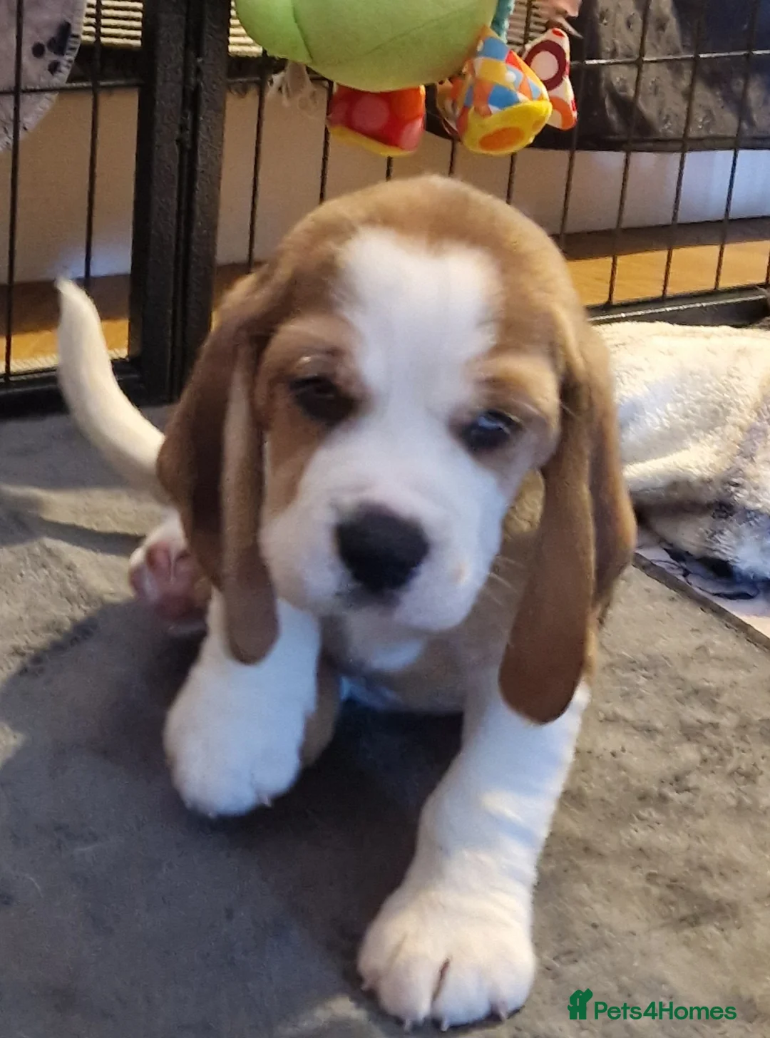 Beagle dogs for sale: 1 male, rkc registered, family reared puppy - Advert 2