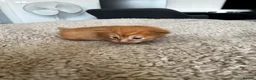 Maine Coon cats for sale: Majestic Fire Maine Coon Kittens - Advert 22