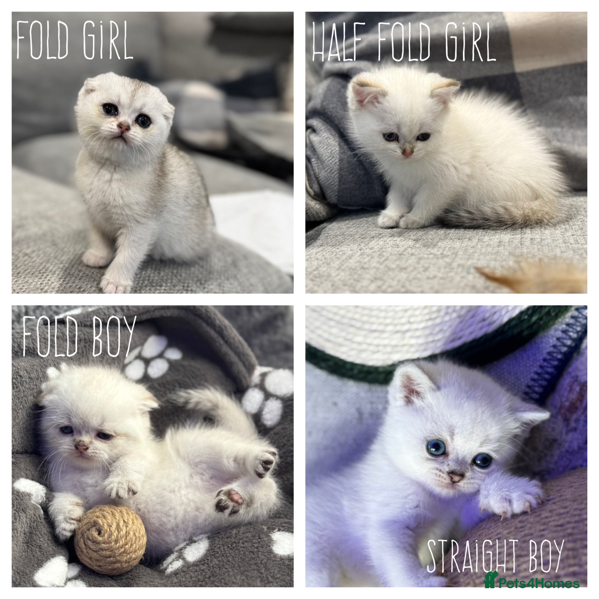 Scottish Fold cats Petite Scottish Folds white/blue eyes! Ready 01/05 - Advert 2