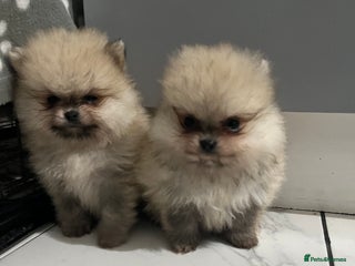 Pomeranian dogs 2 beautiful Pomeranian puppies - Advert 4