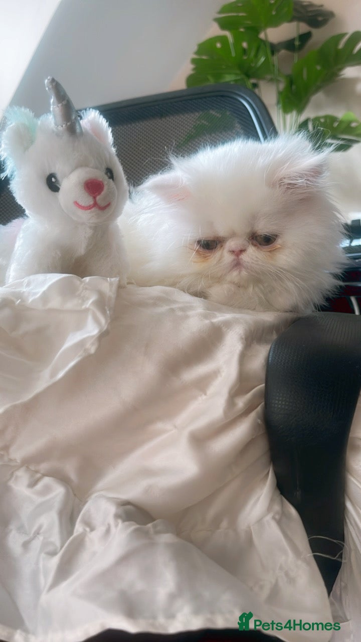 Persian cats ☆🕯️🏮 🍃Persian doll face kitten - ready now  - Advert 1
