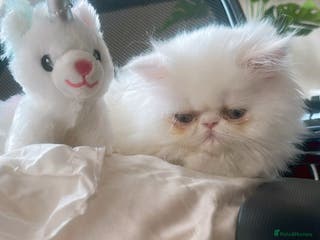 Persian cats ☆🕯️🏮 🍃Persian doll face kitten - ready now - Advert 11