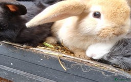Mixed Breed rabbits for sale: Healthy Rabbit Kits - Seeking Homes - Image 3