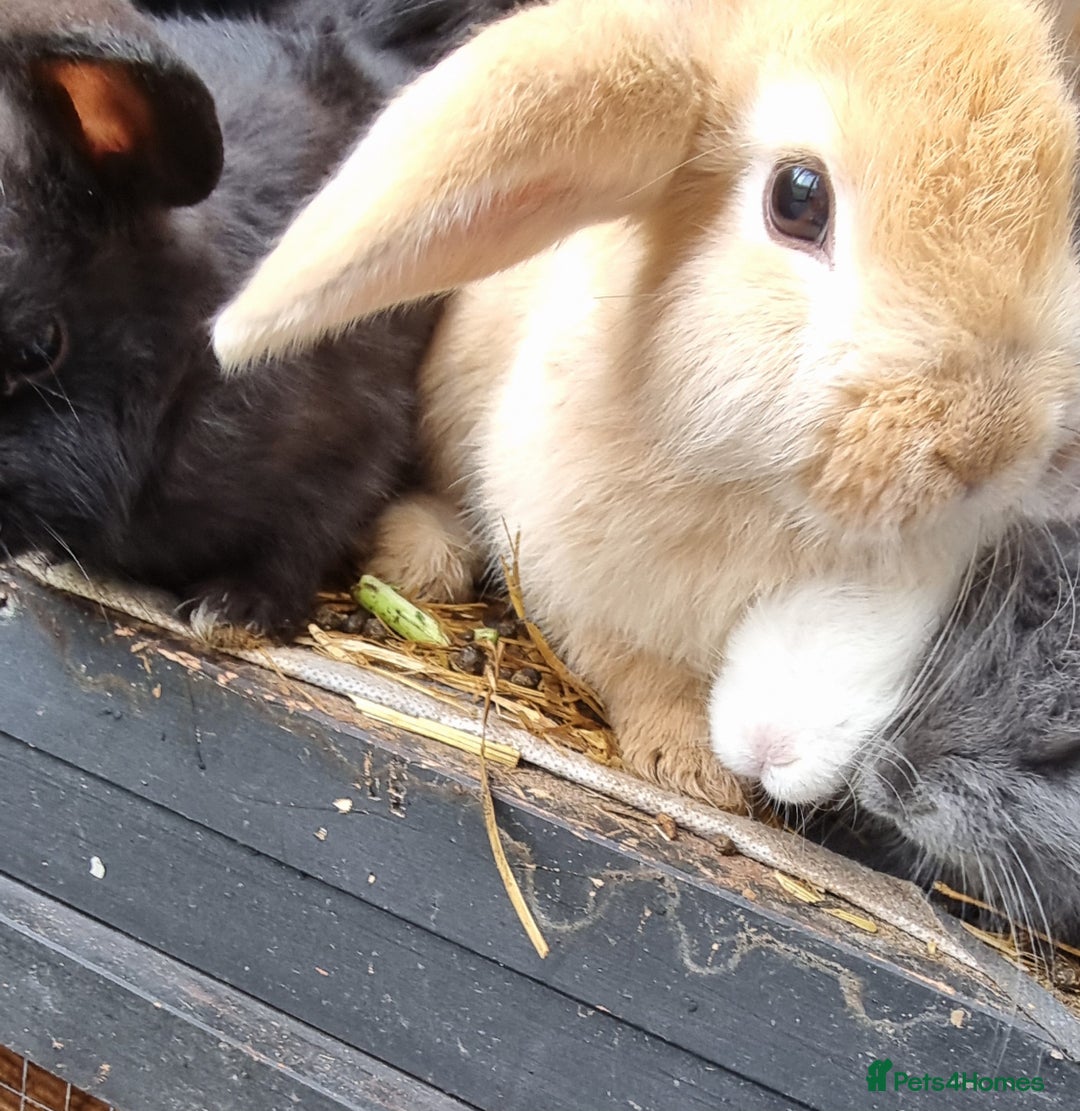 Mixed Breed rabbits for sale: Healthy Rabbit Kits - Seeking Homes - Image 3