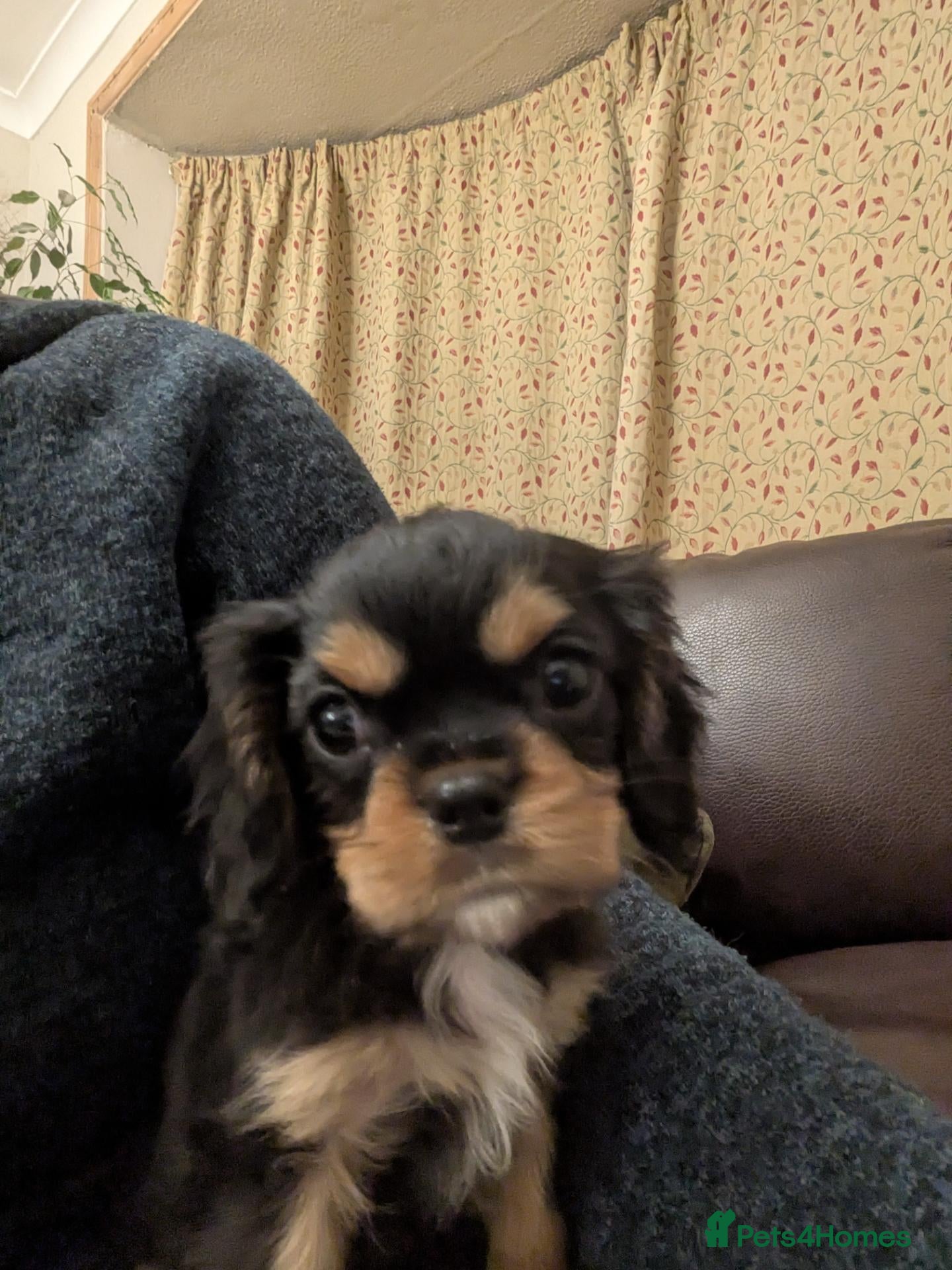 Cavalier King Charles Spaniel dogs KC reg KING CHARLES CAVALIER PUPS - Advert 7