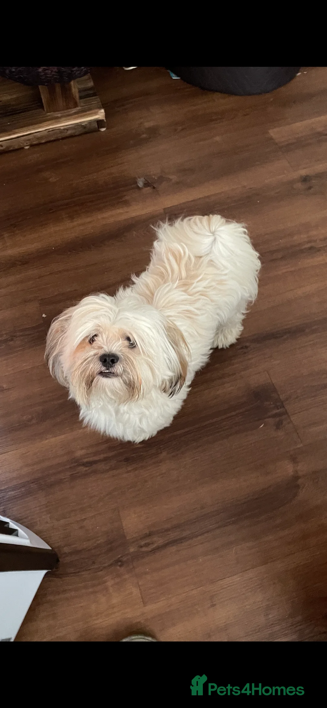Lhasa Apso dogs for stud: KC registered experienced Champagne boy for stud in Chelmsford - Advert 6