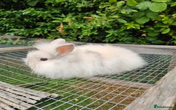 Lionhead rabbits for sale: 3 Beautiful Lion Head Babies - Image 1