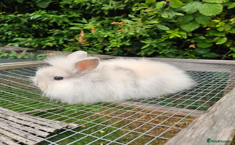 Lionhead rabbits - Advert 1
