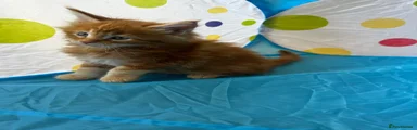 Maine Coon Kitten 1