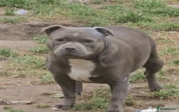 Staffordshire Bull Terrier dogs for sale: 🥨THE BEST OF BOTH WORLDS🥨 - Image 7