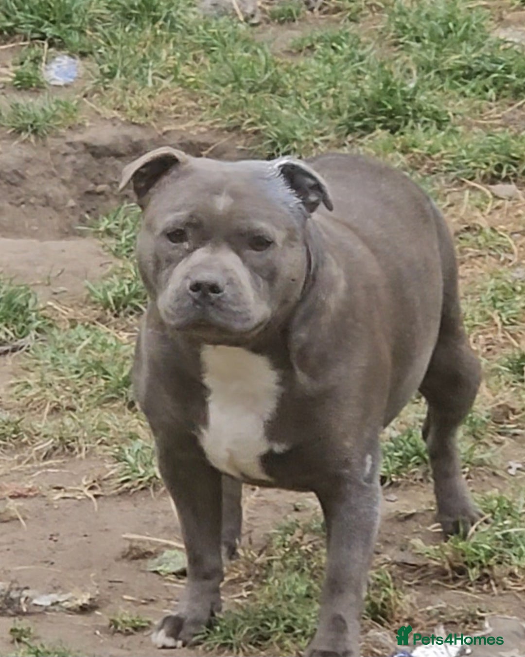 Staffordshire Bull Terrier dogs for sale: 🥨THE BEST OF BOTH WORLDS🥨 - Image 7