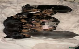 Miniature Dachshund dogs for sale: Miniature dachshunds  - Image 9