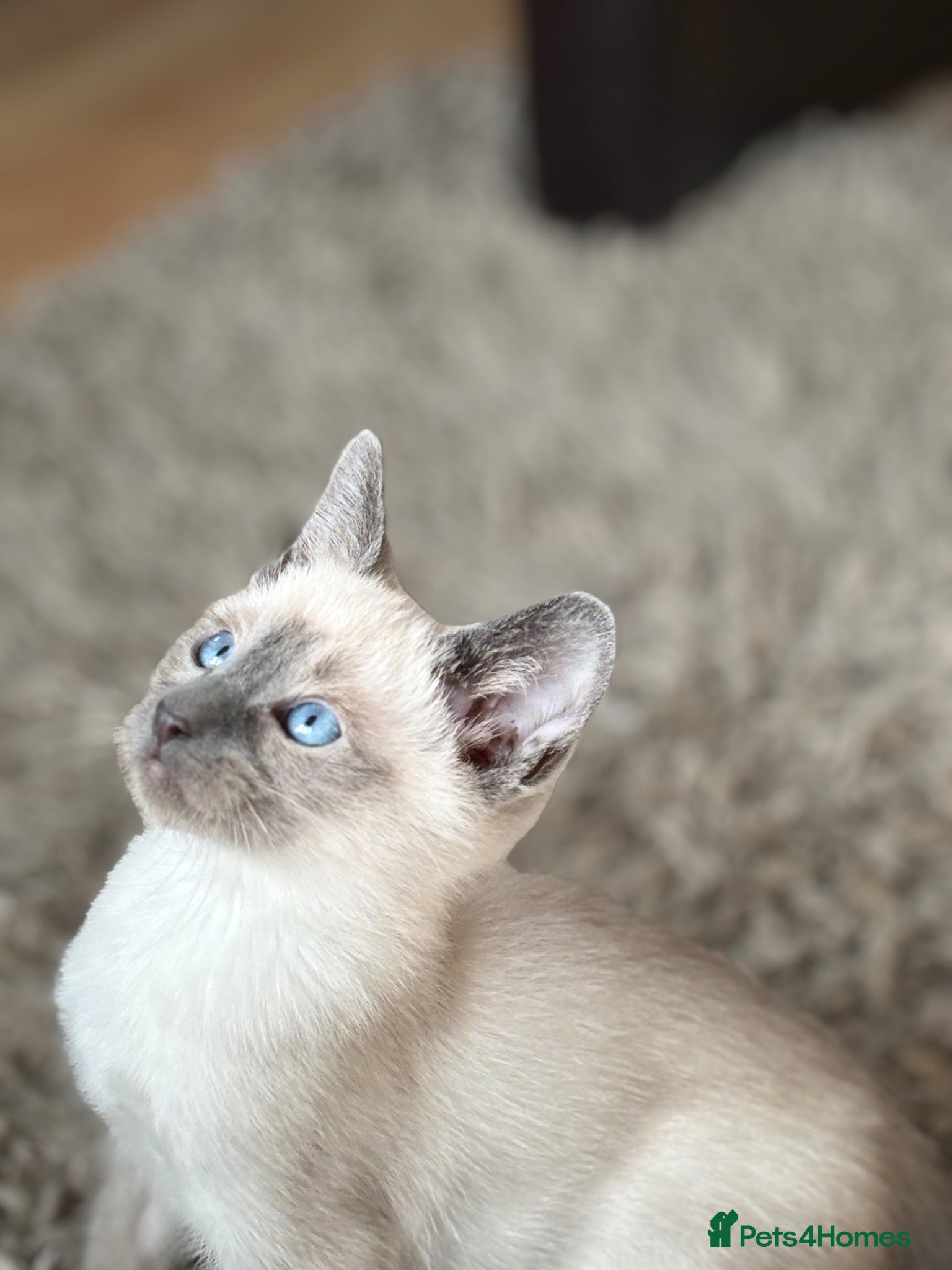 Siamese cats for sale: Stunning Siamese kittens  - Advert 7