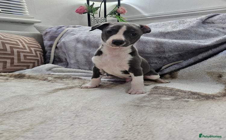 Whippet dogs KENNEL CLUB BEAUTIFUL WHIPPETS  - Advert 1