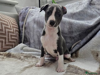 Whippet dogs KENNEL CLUB BEAUTIFUL WHIPPETS - Advert 7