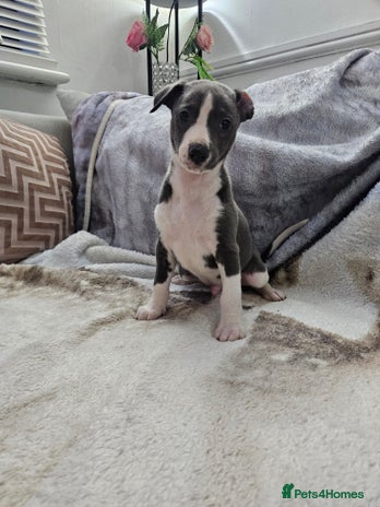 Whippet dogs KENNEL CLUB BEAUTIFUL WHIPPETS - Advert 1