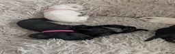 Labrador Retriever dogs for sale: Beautiful Labrador puppies  - Advert 19