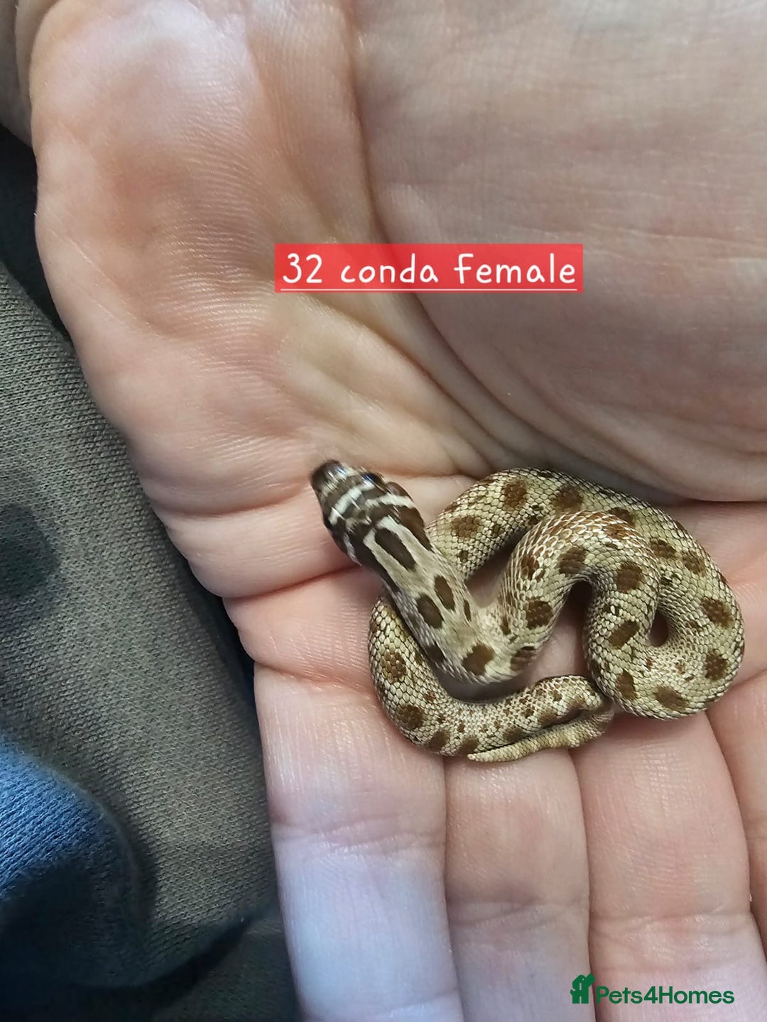 Snake reptiles for sale: Western Hognose Snakes  - Image 5