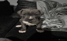 Mixed Breed dogs for sale: Male puppy  - Image 7