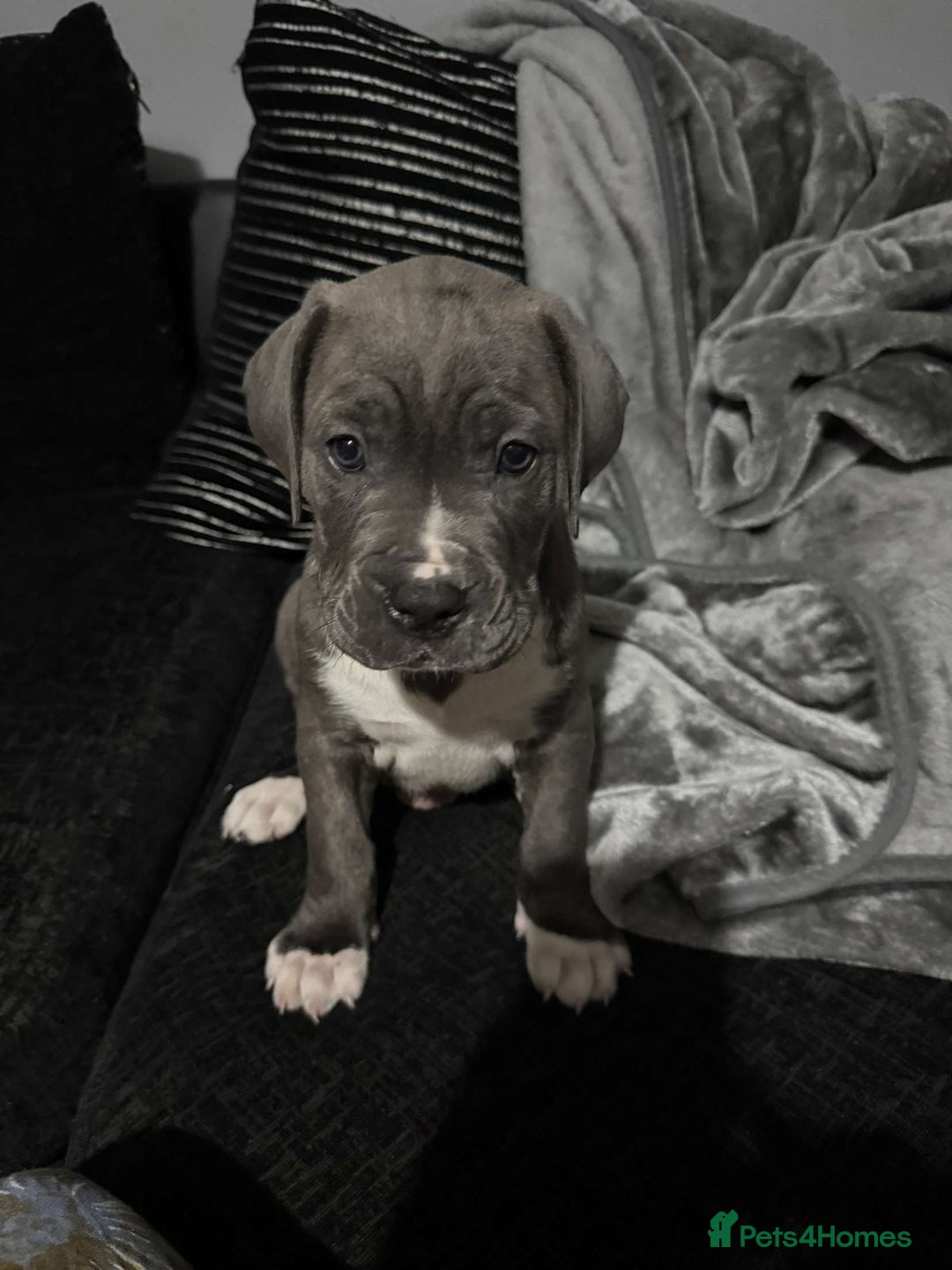 Mixed Breed dogs for sale: Male puppy  - Image 7