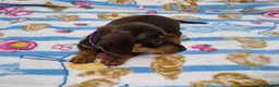Miniature Dachshund dogs for sale: Miniature Dachshund Puppies for Sale 🐾 in Nottingham - Advert 7