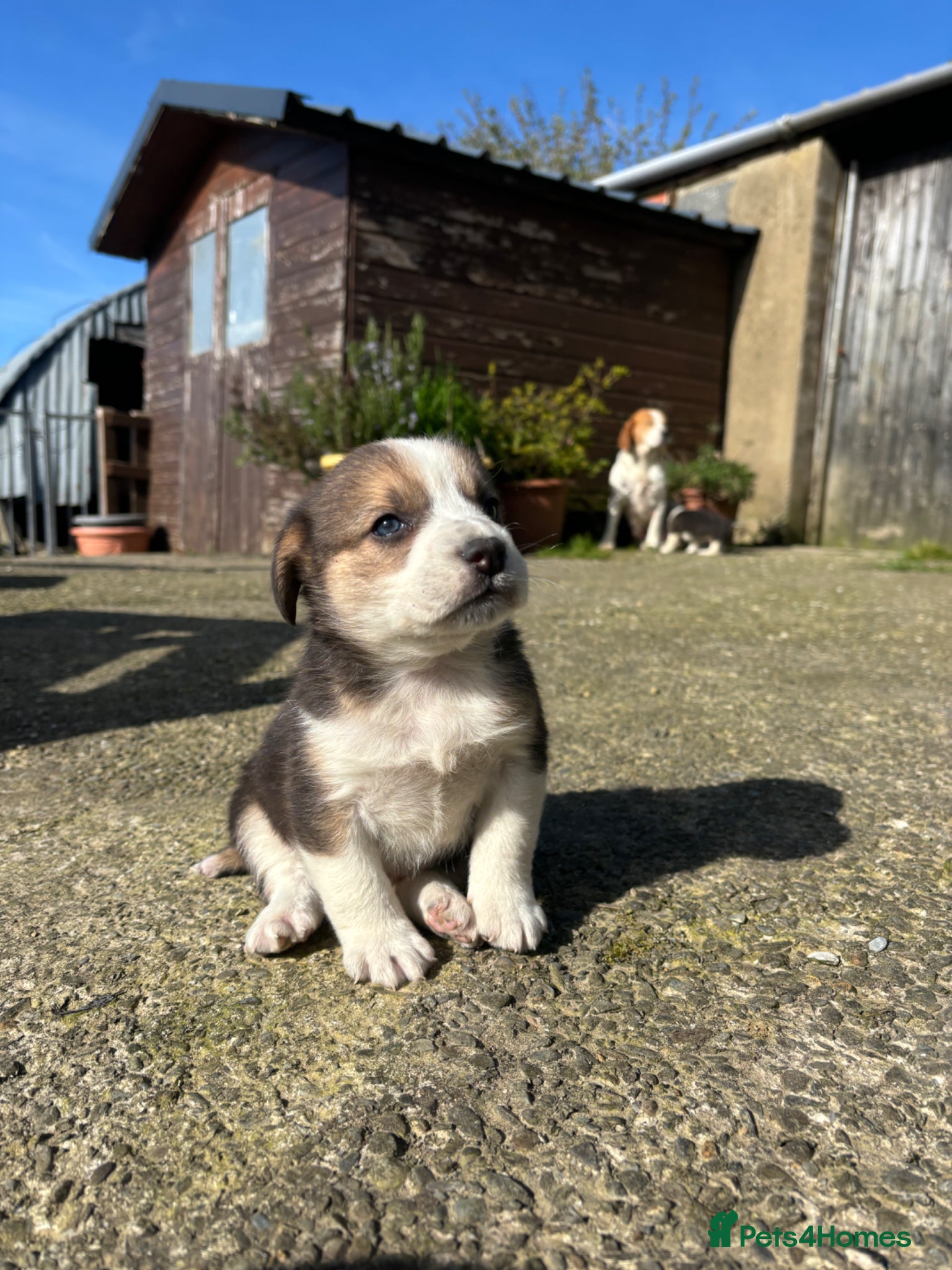 Mixed Breed dogs Beagle x Border Collie Pups - Advert 2