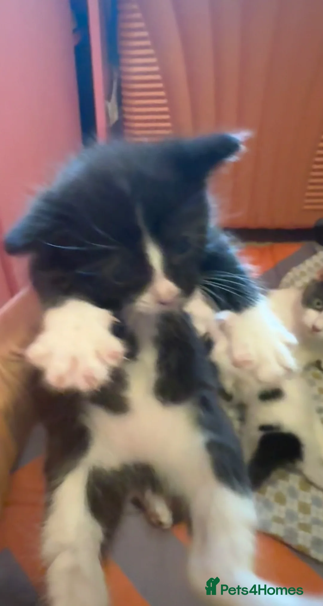 Mixed Breed cats for sale: My cat gave birth to cute 4 kittens  - Advert 2