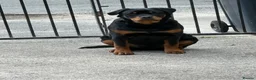 Rottweiler dogs for sale: 7 month old female Rottweiler  in Ripley - Advert 3