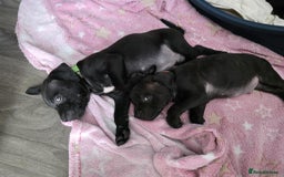 Staffordshire Bull Terrier dogs for sale: Staffordshire bull terrier puppies  - Image 11