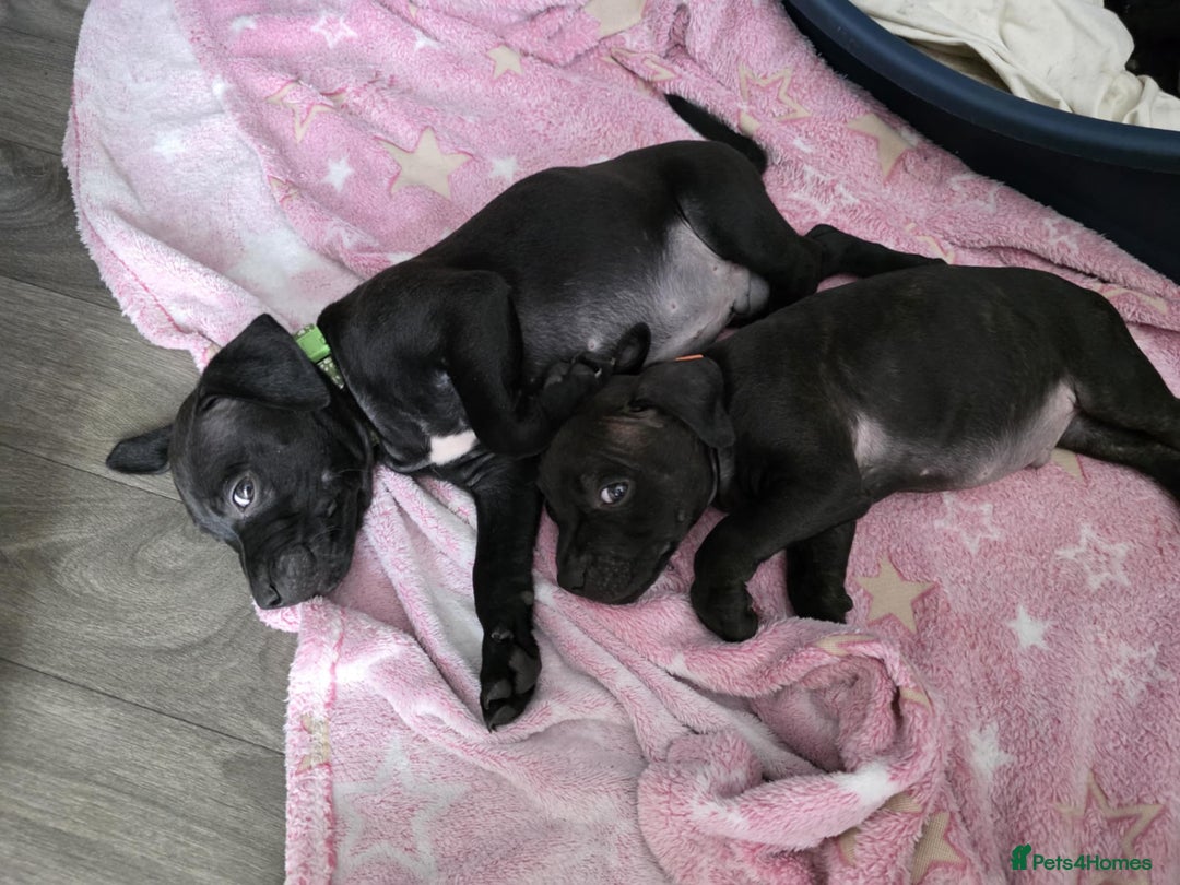 Staffordshire Bull Terrier dogs for sale: Staffordshire bull terrier puppies  - Image 11