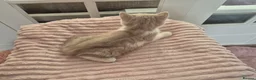 British Shorthair cats for sale:  Ready! GCCF parents with champions in line,BSH  - Advert 39