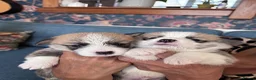 Welsh Corgi Pembroke dogs for sale: Hand reared Pembroke Corgis in Tenby - Advert 13