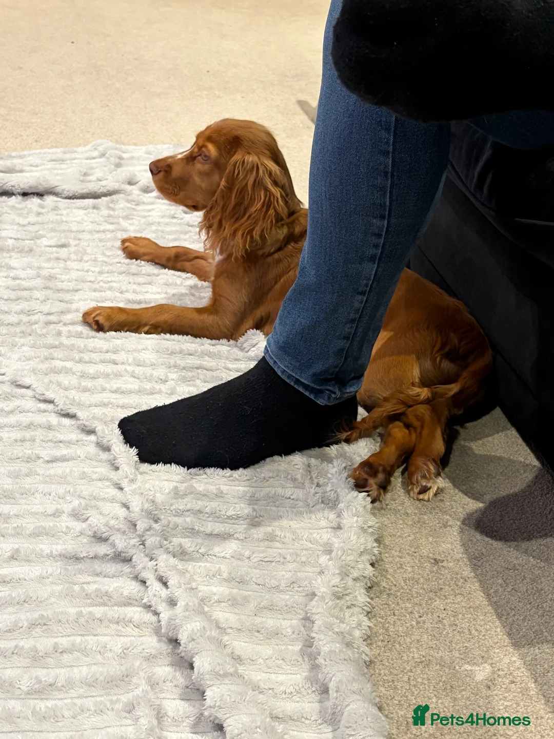 Cocker Spaniel dogs for sale: Beautiful girl golden cocker spaniel  - Advert 6