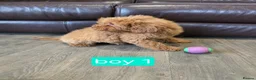 Cavapoo dogs for sale: Adorable F1B Cavapoo puppies for sale  - Advert 3